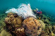 Coral reef covered with discarded plastic bags. Ambon Bay, Ambon, Maluku Archipelago, Indonesia. Banda Sea, tropical west Pacific Ocean.