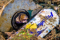 Snowflake moray eel (Echidna nebulosa) home amongst garbage on the seafloor, including a plastic toothpaste tube. Ambon Bay, Ambon, Maluku Archipelago, Indonesia. Banda Sea, tropical west Pacific Ocea...