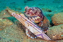 Veined octopus (Amphioctopus marginatus) incorporating a piece of plastic bag when making its den. Ambon Bay, Ambon, Maluku Archipelago, Indonesia. Banda Sea, tropical west Pacific Ocean.