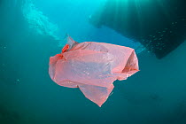 Plastic bag floating in the ocean beneath boats. Ambon Bay, Ambon, Maluku Archipelago, Indonesia. Banda Sea, tropical west Pacific Ocean.
