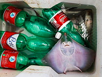 Ray (Raja sp.) fish catch and plastic water bottles  on a small fishing boat,  Mediterranean sea. 'By 2050 there could be more plastic in the ocean than there is fish' Ellen McArthur Foundation
