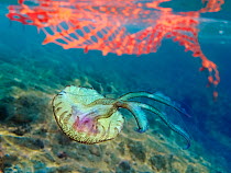 Mauve Stinger jellyfish  (Pelagia noctiluca) swimming past discarded plastic net. Mediterannean Sea, September.