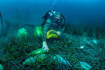 Scuba diver removing plastic marine litter from the sea bed.  Mljet National Park, Mljet  Island, Croatia. May 2015.