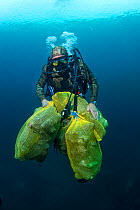 Scuba diver removing plastic marine litter from the sea bed.  Mljet National Park, Mljet  Island, Croatia. May 2015.