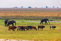 Herd of African Elephants (Loxodonta africana) grazing with cattle,  Chobe National Park in Botswana.