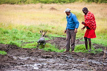 Safari driver and Masai man rescuing an Impala (Aepyceros melampus) stuck in  mud, Masai Mara, Kenya.