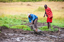 Safari driver and Masai man rescuing an Impala (Aepyceros melampus) stuck in mud, Masai Mara, Kenya.