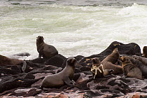 Brown fur seal (Arctocephalus pusillus) with ring of plastic caught round its neck, Namibia.