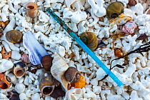 Plastic straw washed up among seashells on beach, Lyngoya, Troms, Norway, April.