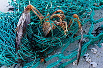 Dead bird possibly Black guillemot (Cepphus grylle) caught in discarded fishing net, Rebbenesoya, Troms, Norway, April.