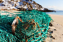 Dead bird possibly Black guillemot (Cepphus grylle) caught in discarded fishing net, Rebbenesoya, Troms, Norway, April.