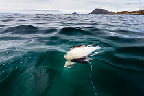 Arctic fulmar (Fulmarus glacialis) dead after it was caught in abandoned fishing net. to Risoya, Troms, Norway, June.