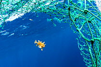 Sargassum fish (Histrio histrio) swimming with discarded fishing net, Dominica.