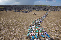 Pathway made of  plastic shoes ( flip flops) washed up on the beach  and collected within 20 metres of the middle of the picture. In the background is a Aldabra giant tortoise (Aldabrachelys gigantea)...