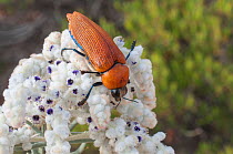 Giant jewel beetle (Julodimorpha saundersii) male feeding on Lambswool (Lachnostachys eriobotrya) flowers, Western Australian endemic species.