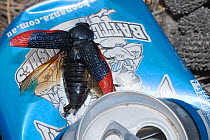 Jewel beetle (Temognatha ducalis)  attempting to mate with a sexually attractive blue-coloured object, a discarded soft drink can. Western Australian endemic species.