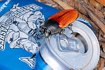 Jewel beetle (Temognatha duponti)  attempting to mate with a sexually attractive blue-coloured object, a discarded soft drink can. Western Australian endemic species.