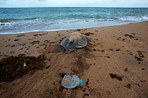 Green Turtle (Chelonia mydas) nesting female on beach with discarded plastic bottle,  Poilao Island, Bijagos archipelago, Guinea Bissau. Endangered species