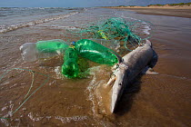 Blacktip shark (Carcharhinus limbatus) juvenile caught on illegal long-line fishing line washed ashore on Boca China beach, Texas, USA, May.