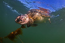 Green sea turtle (Chelonia mydas) entangled and drowned in the Brazos Santiago ship channel, Isla Blanca Park, South Padre Island, Texas, USA, May.