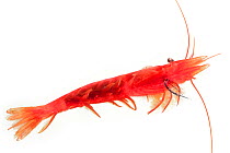 Deep sea shrimp with plastic fishing net in its throat, found at  1200m depth. Atlantic Ocean, close to Cape Verde.