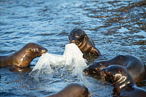 Galapagos fur seal (Arctocephalus galapagoensis) pups playing with plastic sheeting, Galapagos.