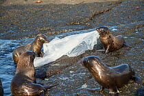 Galapagos fur seal (Arctocephalus galapagoensis) pups playing with plastic sheeting, Galapagos.