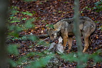 Wild Apennine wolf (Canis lupus italicus) pup carrying red deer (Cervus elaphus) hind head which it stole from other members of its family. Central Apennines, Abruzzo, Italy. September. Italian endemi...