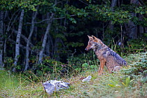 Wild Apennine wolf (Canis lupus italicus) pup on a forest rim in summer. Central Apennines, Abruzzo, Italy. September. Italian endemic subspecies.