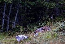 Wild Apennine wolf (Canis lupus italicus) pup resting in a forest meadow in summer. Central Apennines, Abruzzo, Italy. September. Italian endemic subspecies.