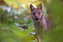 Wild Apennine wolf (Canis lupus italicus) pup portrait in summer. Central Apennines, Abruzzo, Italy. September. Italian endemic subspecies.