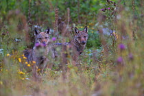 Wild Apennine wolf (Canis lupus italicus) pups in a meadow in summer. Central Apennines, Abruzzo, Italy. September. Italian endemic subspecies.