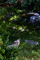 Wild Apennine wolf (Canis lupus italicus) wolf pup howling from a forest edge in summer. Central Apennines, Abruzzo, Italy. September. Italian endemic subspecies.