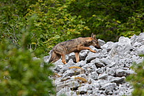 Wild Apennine wolf (Canis lupus italicus) pup at forest edge in summer. Central Apennines, Abruzzo, Italy. September. Italian endemic subspecies.