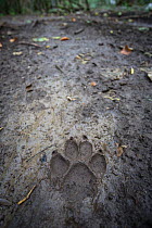 Wild Apennine wolf (Canis lupus italicus) track in mud on a forest trail.  Central Apennines, Abruzzo, Italy. September. Italian endemic subspecies.