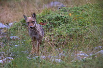 Wild Apennine wolf (Canis lupus italicus) pup in a meadow in summer. Central Apennines, Abruzzo, Italy. September. Italian endemic subspecies.
