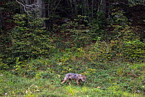 Wild Apennine wolf (Canis lupus italicus) pup walking along a forest edge in summer. Central Apennines, Abruzzo, Italy. September. Italian endemic subspecies.
