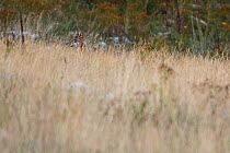 Wild Apennine wolf (Canis lupus italicus) adult peering from behind tall grass in autumn.  Central Apennines, Abruzzo, Italy. September. Italian endemic subspecies.