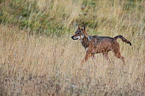 Wild Apennine wolf (Canis lupus italicus) adult female crossing mountain meadow in autumn.  Central Apennines, Abruzzo, Italy. September. Italian endemic subspecies.