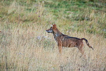 Wild Apennine wolf (Canis lupus italicus) adult female crossing mountain meadow in autumn.  Central Apennines, Abruzzo, Italy. September. Italian endemic subspecies.