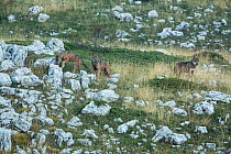 Pack of Wild Apennine wolves (Canis lupus italicus) patrolling their mountain territory in autumn.  Central Apennines, Abruzzo, Italy. September. Italian endemic subspecies.