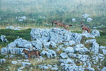 Wild Apennine wolves (Canis lupus italicus) adults patrolling their mountain territory. Italian endemic subspecies. Central Apennines, Abruzzo, Italy. September 2014