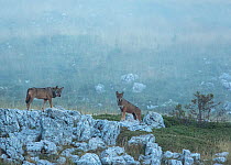 Wild Apennine wolves (Canis lupus italicus) adults pausing on a rock on mountain slope in the fog. Central Apennines, Abruzzo, Italy. September.  Italian endemic subspecies.