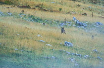 Wild Apennine wolves (Canis lupus italicus) adults patrolling their mountain territory.  Central Apennines, Abruzzo, Italy. September Italian endemic subspecies.