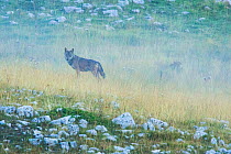 Wild Apennine wolf (Canis lupus italicus) adult in the mist. Central Apennines, Abruzzo, Italy. September. Italian endemic subspecies.