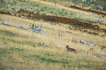 Wild Apennine wolves (Canis lupus italicus) adult patrolling mountain territory. Italian endemic subspecies. Central Apennines, Abruzzo, Italy. September 2014