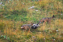 Wild Apennine wolves (Canis lupus italicus) feeding on domestic cow carcass. Italian endemic subspecies. Central Apennines, Abruzzo, Italy. September 2014
