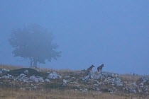 Wild Apennine wolves (Canis lupus italicus) adults pausing on a rock on mountain slope in the fog. Italian endemic subspecies. Central Apennines, Abruzzo, Italy. September 2014