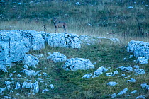 Wild Apennine wolf (Canis lupus italicus) adult at twilight.  Central Apennines, Abruzzo, Italy. September. Italian endemic subspecies.