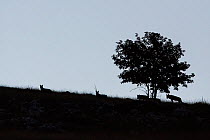 Wild Apennine wolves (Canis lupus italicus) silhouettes around tree at dawn.  Central Apennines, Abruzzo, Italy. September. Italian endemic subspecies.